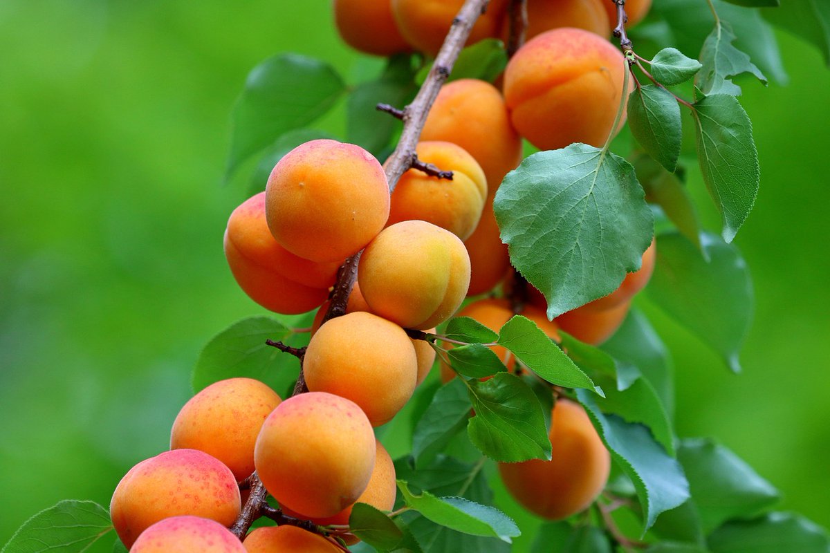 FriendsofSTC's tweet image. Hot July brings cooling showers,
Apricots and gillyflowers -Sara Coleridge, "The Garden Year"