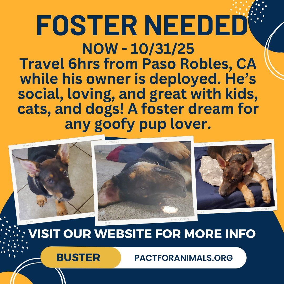 NOT_CFJ's tweet image. #Foster Buster while his owner deploys
pactforanimals.org/pets/buster-a/
@pactforanimals
#PACTforAnimals #AnimalWelfare #PACTPet #FosterPet #MilitaryPet #MilitaryFoster #FosterPets #SupportOurTroops #FosterAnimals #FosterHeroes #PACTFoster #FosterDog #FosterShepherd #FosterCA