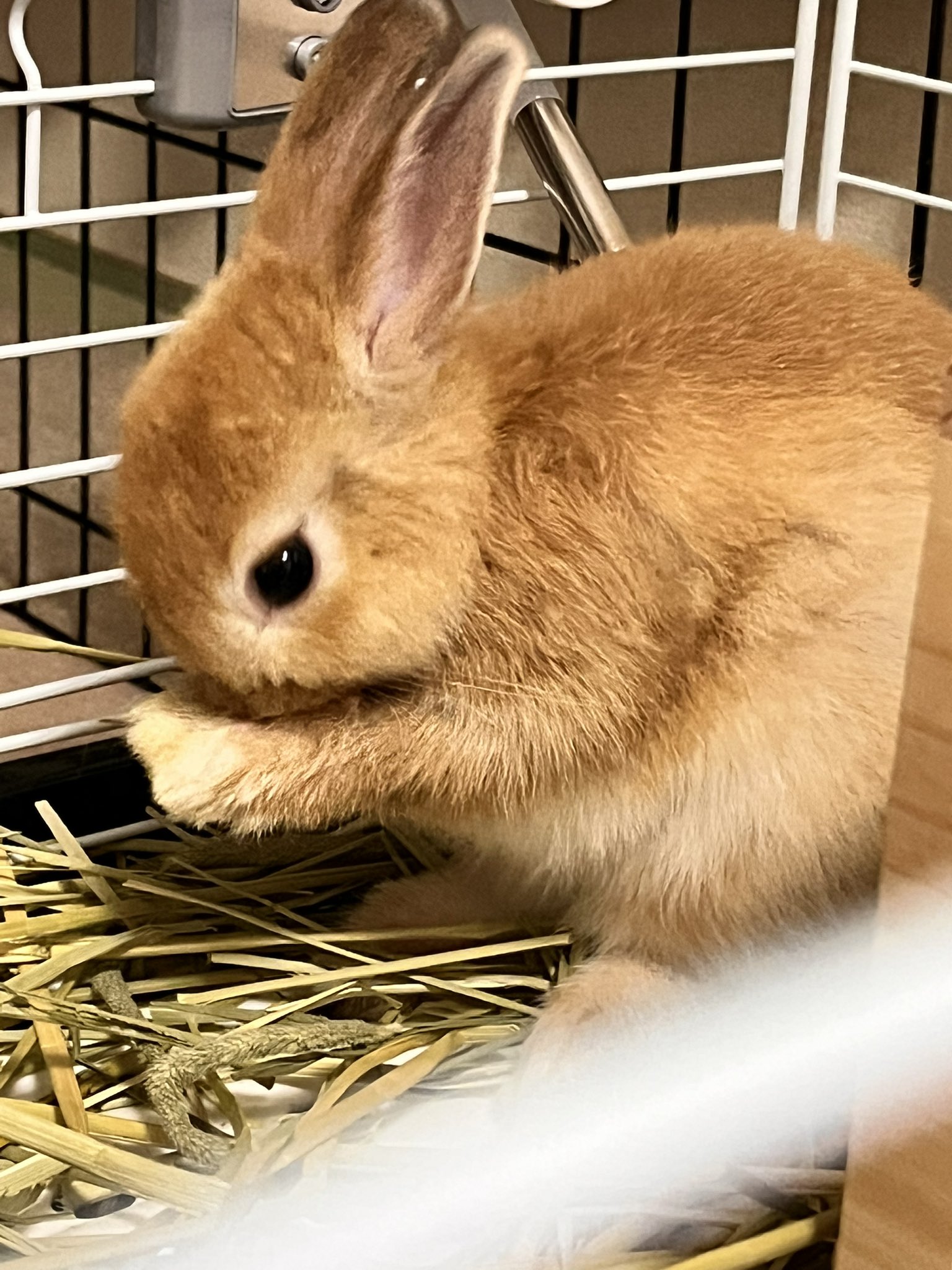 うさぎ様 楽天市場】ケーセン Koesen ぬいぐるみ しろいうさぎ : 木の