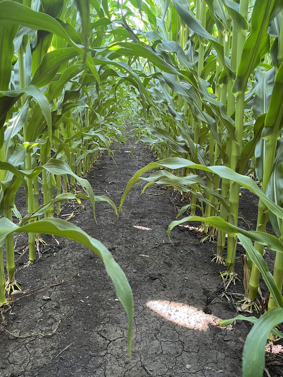Worked hard trying to find the right herbicides to use in this customer’s corn field on muck soil.
Safe to say that Laudis + Atrazine + Roundup Transorb at 4 leaves stage is a great strategy!🌽
<a href="/Bayer4CropsCA/">Crop Science Canada</a> <a href="/DEKALB_Canada/">DEKALB Canada</a> <a href="/SynAgri_SEC/">SynAgri</a>