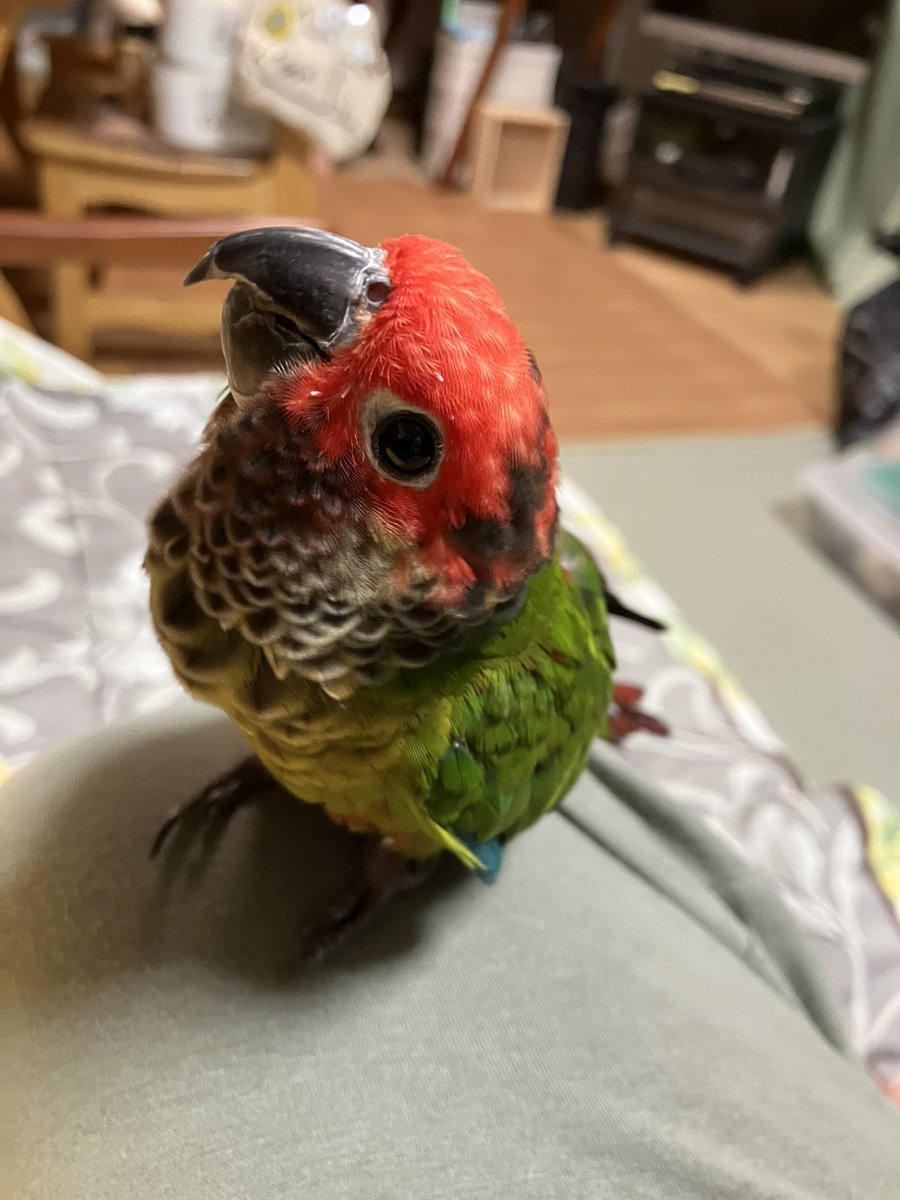 periquito36's tweet image. まま、あついねー🦜