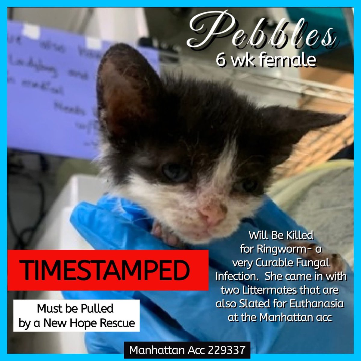 ngremmy's tweet image. 🆘#URGENT PLEASE REPOST!🆘
PEBBLES is a #kitten on the “emergency placement” list at #NYCACC and needs out of the shelter via rescue/adoption by 12 NOON 7/24!
#NYC #CATS #TeamKittySOS #AdoptDontShop #AnimalRescue #AdoptAShelterCat
newhope.shelterbuddy.com/Animal/Profile…