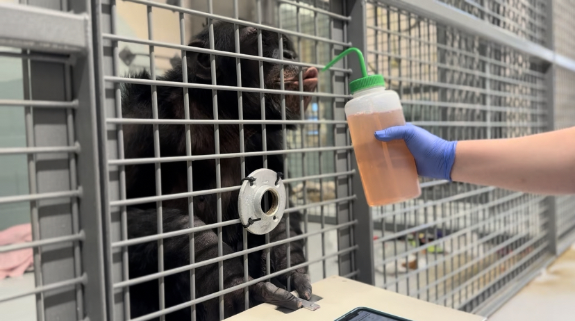 ChimpSanctuary's tweet image. Heart Health Training -  chimpsnw.org/2025/07/heart-…