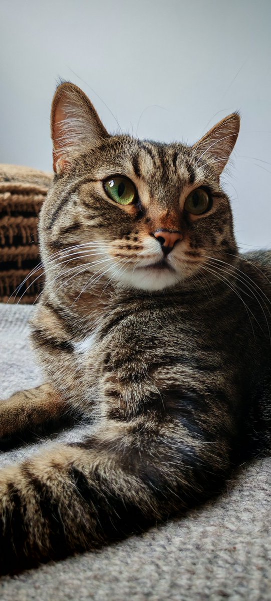 Aaronkhodami's tweet photo. @Observerno93 🐈🐈🐈‍⬛🐈🐈‍⬛ https://t.co/TWDEJ2mzrk