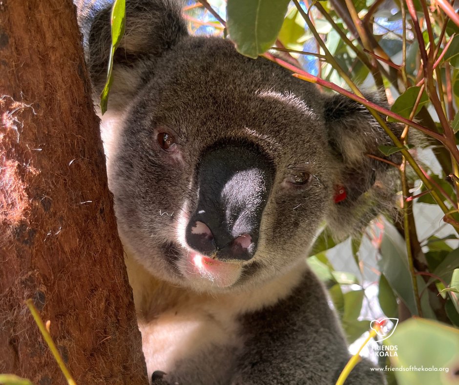 Friends_Koala's tweet image. π¨ 8-year-old Storm was rescued with chlamydial conjunctivitis, ear infections & mild anaemia.
He didn't tolerate Chlamydia treatment so we have stalled until he is more stable.
Fingers crossed for you Storm! #koalarescue