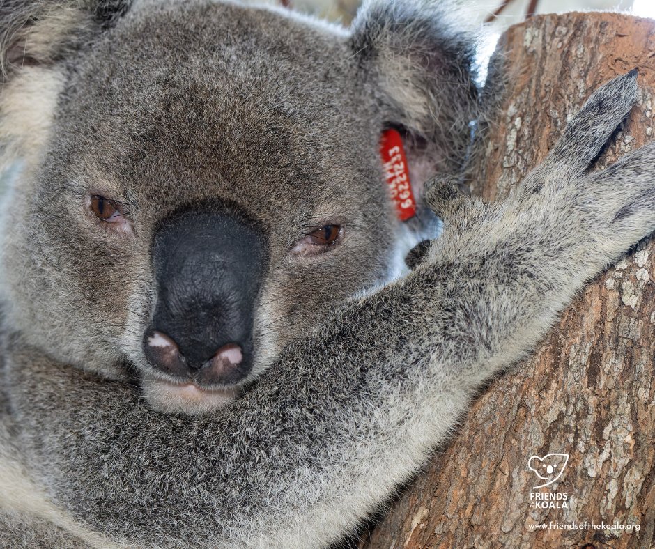 Friends_Koala's tweet image. π¨ 8-year-old Storm was rescued with chlamydial conjunctivitis, ear infections & mild anaemia.
He didn't tolerate Chlamydia treatment so we have stalled until he is more stable.
Fingers crossed for you Storm! #koalarescue