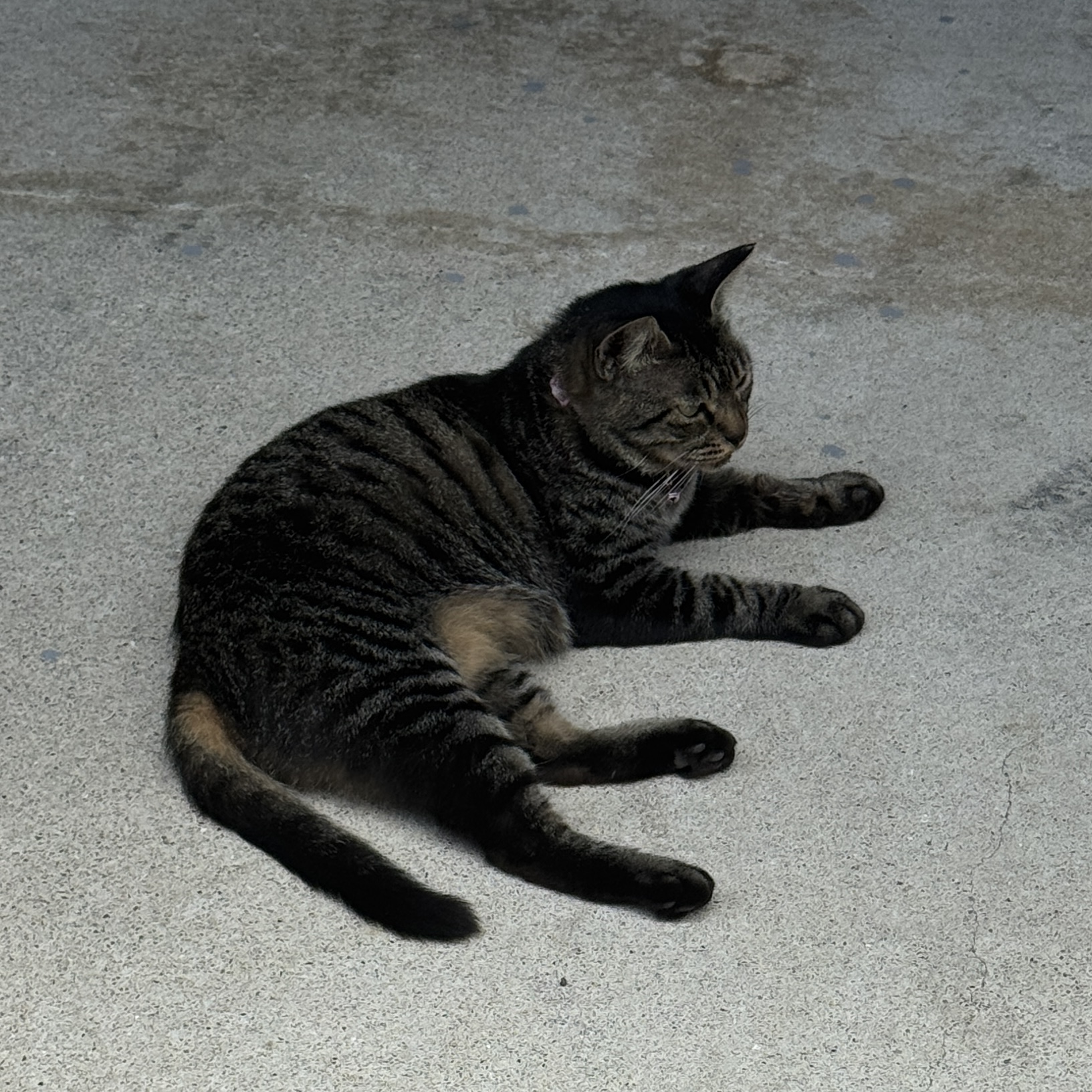黒猫 Amazon.co.jp: 西洋木彫自在黒猫置物28.5cm操り人形吉祥縁起物