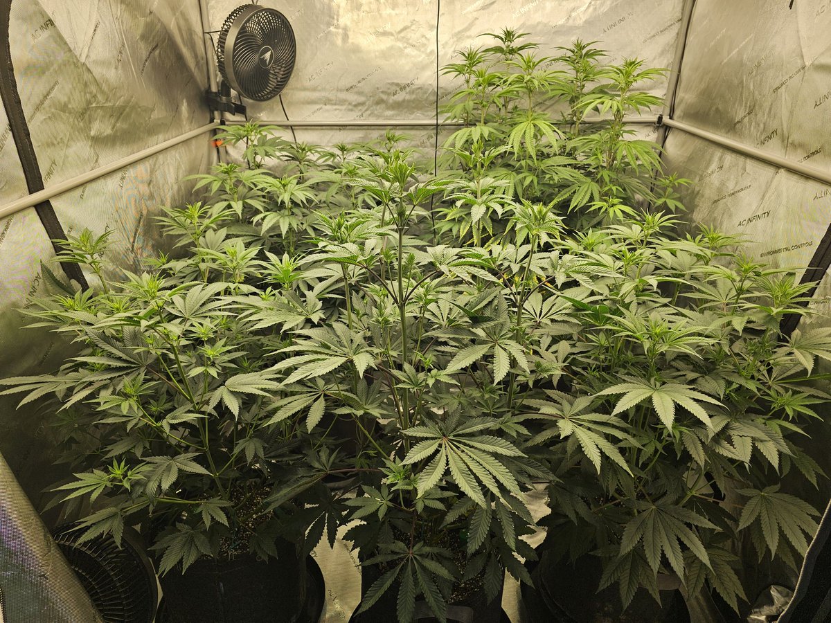 Dankasarus Rex (@ffbrac) on Twitter photo Welcome to the <a href="/SolfireGardens/">Solfire Gardens</a> jungle baby!
Growing Fire:
* Block Monster
* Pink Milk
* Swolfire
* Luminos
* Strawn Johnson
Little over 1 week in flower, and a big trim coming their way this weekend! Welcome to the <a href="/SolfireGardens/">Solfire Gardens</a> jungle baby!
Growing Fire:
* Block Monster
* Pink Milk
* Swolfire
* Luminos
* Strawn Johnson
Little over 1 week in flower, and a big trim coming their way this weekend!