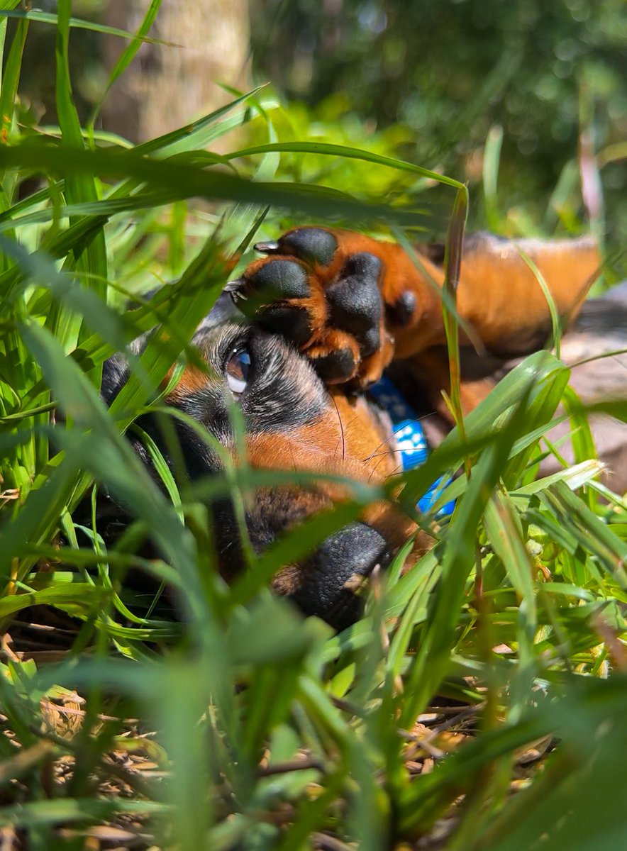 bugs836's tweet image. 🐶