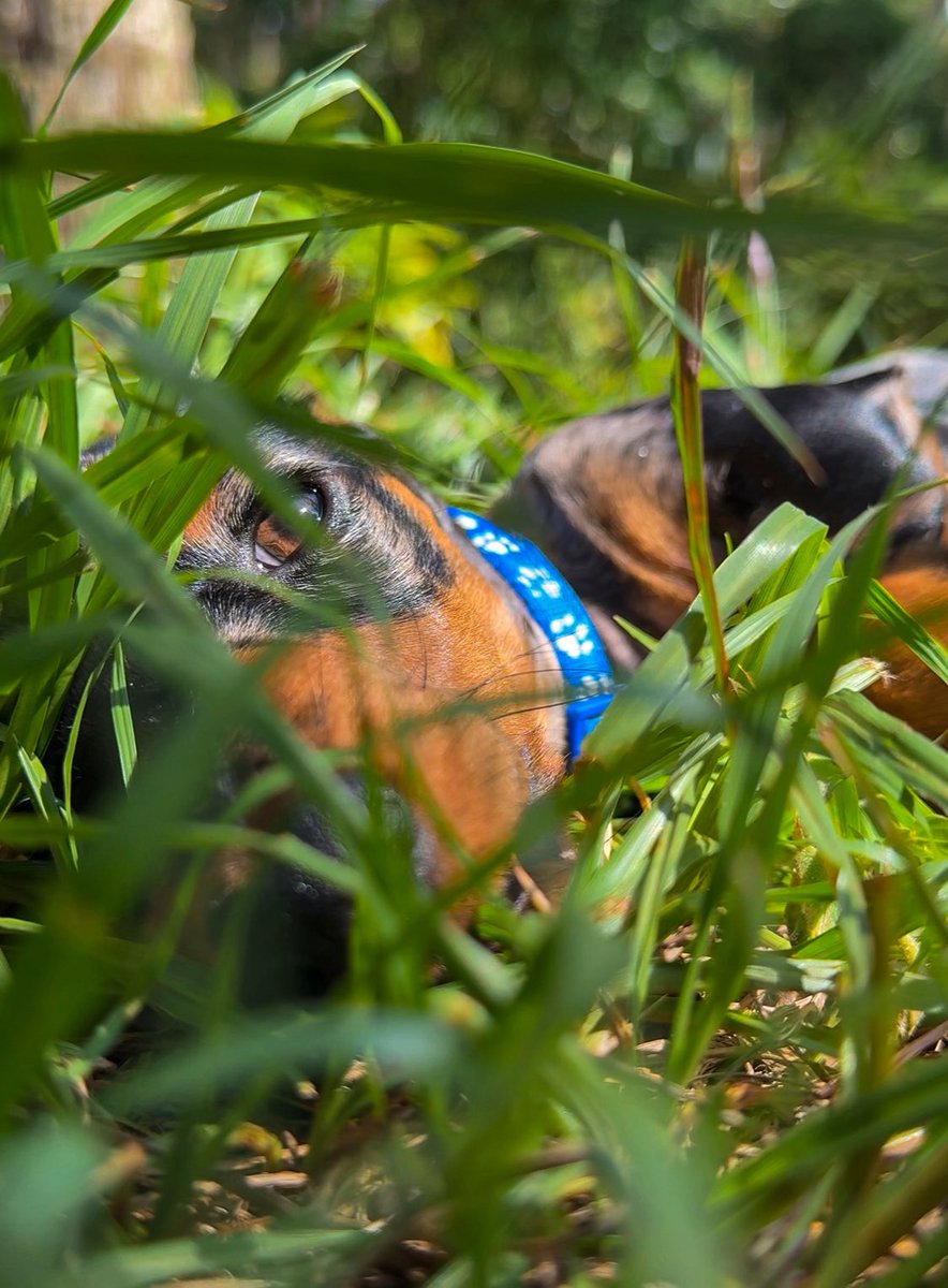 bugs836's tweet image. 🐶