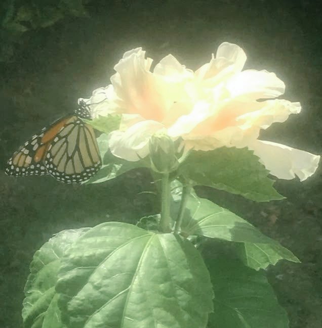 #.”ः Abre caminos economico colectivo !!

- Requisitos 
    . ༌ Seguirme 
      . ༌  Dar rt
        . ༌ Comentar tu nombre  fecha de nacimiento. 

¡Se realiza el 26 de julio!