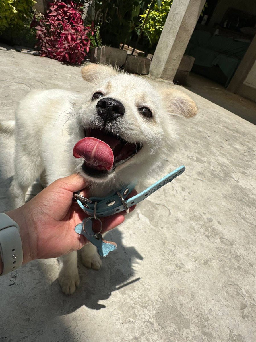 🟢 ¿ME ADOPTAS?
¡Me llamo Bebé! Conoce más 👇🏻 

♂️ Macho | 3 - 4 meses | Mediano
💟 Convive con perritos 
✅ Vacunado y desparasitado
📍 Adopción solo en CDMX 

¿Quieres adoptarme? 
☎️  Solicita los requisitos de adopción
Monse: Wa.me/525526573562