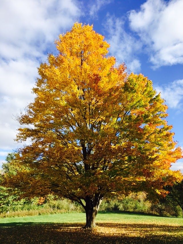 Are you getting hit with podcast requests?

My inbox is inundated with countless unsolicited emails and LinkedIn messages about podcasts and videos, forming an endless stream of pitches.  My mom things I'm pretty handsome and have a radio voice ... but seriously..

I'm thinking