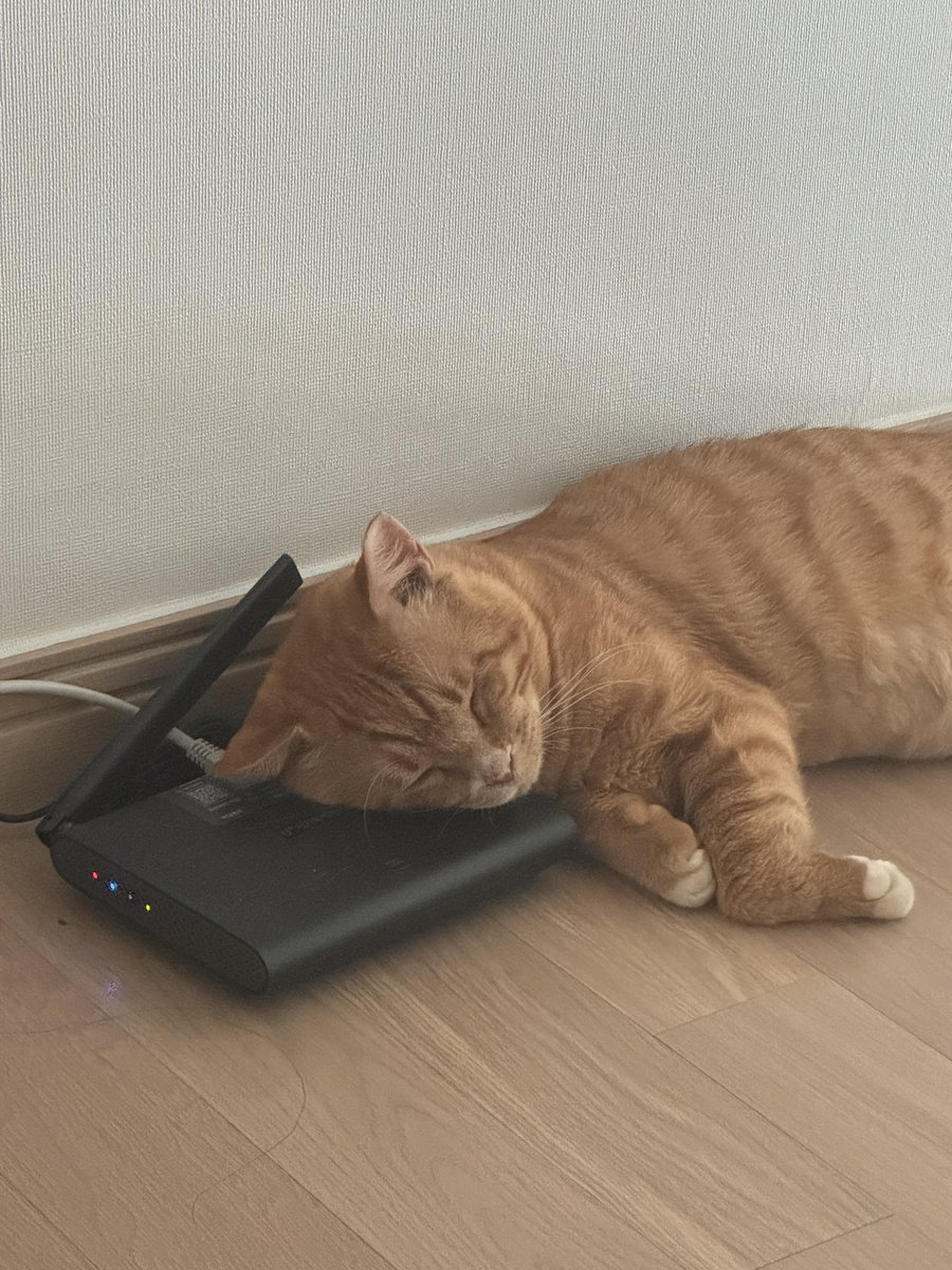 find_firsthome's tweet image. 공유기가 따뜻해서 맘에 들었던 고양이
내 팔베개 하다가 잘시간되서 내려보낸 직후...