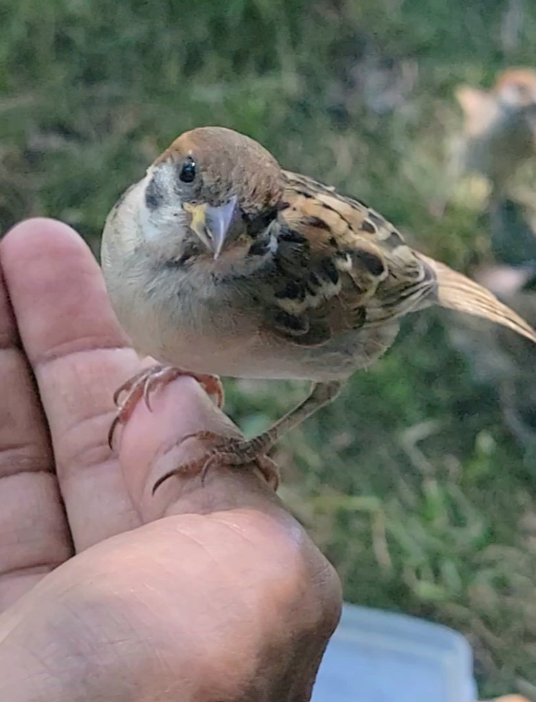 pi_pipi33's tweet image. 若スズメﾁｬﾝ👋
ｵﾊﾖｰｺﾞｻﾞｲﾏｽ 🐥(⁠•⁠ө⁠•⁠)⁠