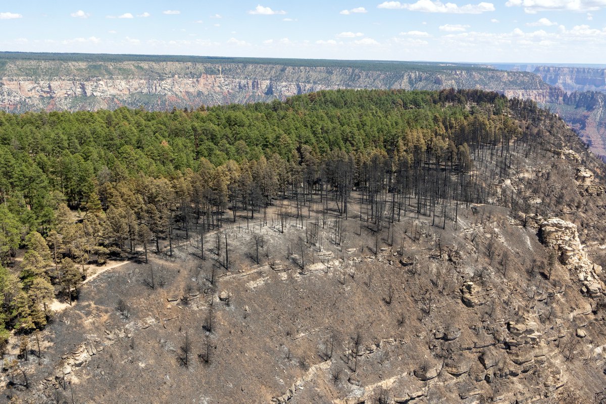 foxweather's tweet image. 😢HISTORY DESTROYED: New photos show the destruction left after the Dragon Bravo wildfire tore through the North Rim of Grand Canyon National Park. foxweather.com/earth-space/gr…