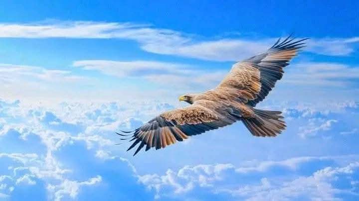 بلندی پہ رہنےکامطلب تنہائی بھی ہے،جوشخص جس قدر سوچ کی بلندی یا طاقتور عہدے پر بیٹھا ہوگا۔۔۔ وہ اسی قدر تنہا ہوگا۔ اسی لئےکہتے ہیں بادشاہوں کے کبھی کوئی دوست نہیں ہوتے۔۔۔
