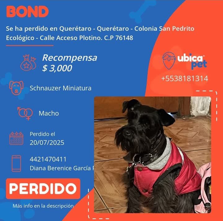 UbicapetMexico's tweet image. 🟠 PERDIDO 🟠
👉 Más info: ubicapet.com.mx/perdidos/bond-…
P8333
▪️Bond
▪️Macho
▪️Schnauzer
▪️Negro
▪️Querétaro
▪️Querétaro
▪️Colonia San Pedrito Ecológico