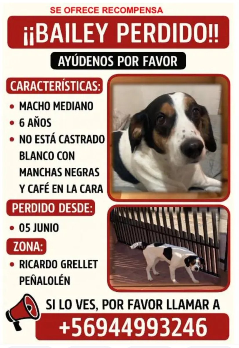 AYUDA PARA ENCONTRAR A BAILEY POR FAVOR ❤️❤️
 #Peñalolén #PerrosPerdidos #EvelynPresidenta #DiaMundialDelPerro 
Princeso Mundos Opuestos 
Adriana Barrientos Instituto Nacional  Mañalich #PlanPerfectoCHV Jeannette Jara