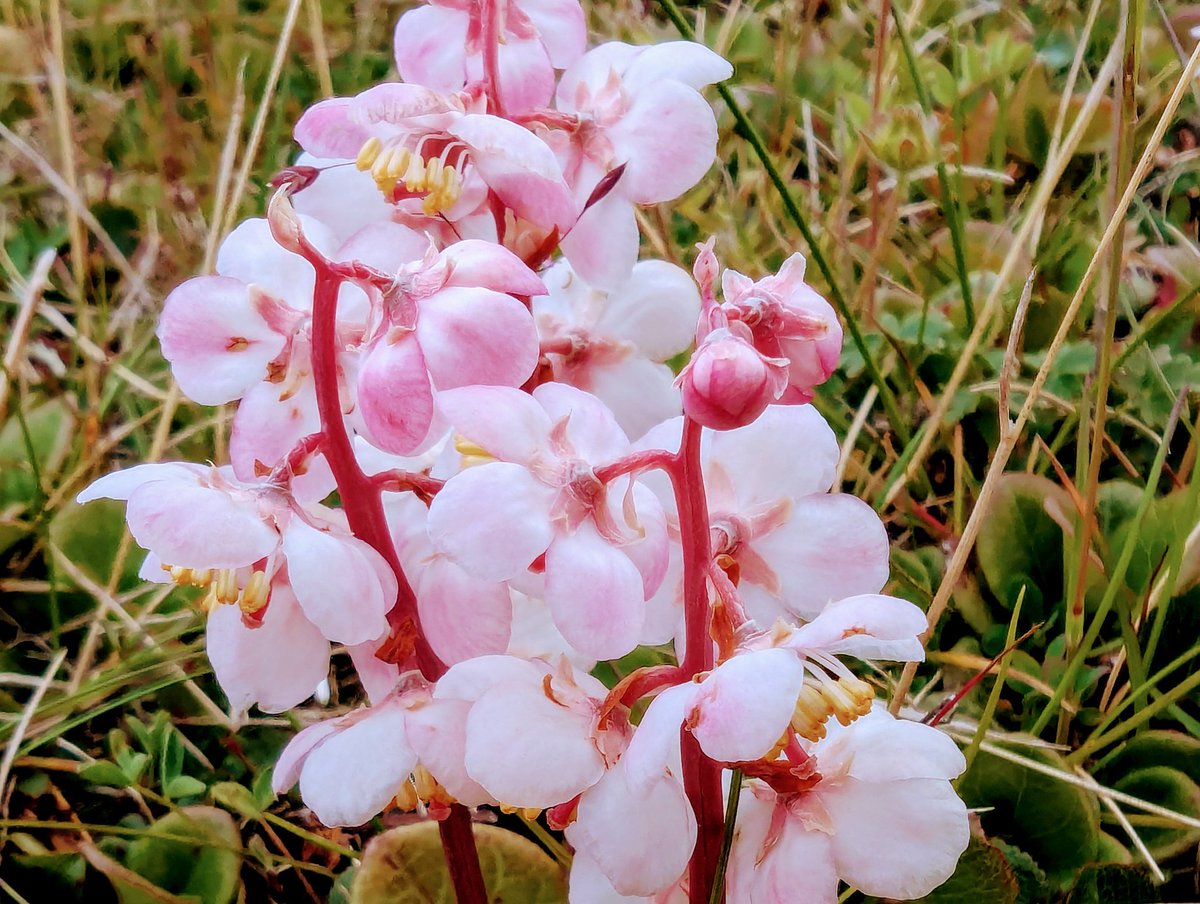 FrankReardon1's tweet image. Pyrola asarifolia, commonly known as pink shinleaf, liverleaf wintergreen, or bog wintergreen. #Iqaluit #Nunavut JUL.22.2025 #ArcticFlowers