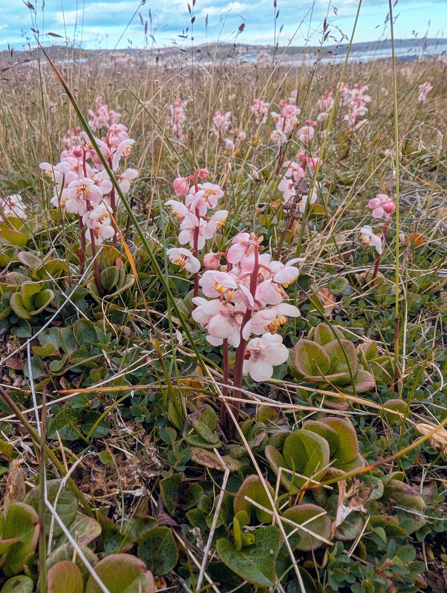 FrankReardon1's tweet image. Pyrola asarifolia, commonly known as pink shinleaf, liverleaf wintergreen, or bog wintergreen. #Iqaluit #Nunavut JUL.22.2025 #ArcticFlowers