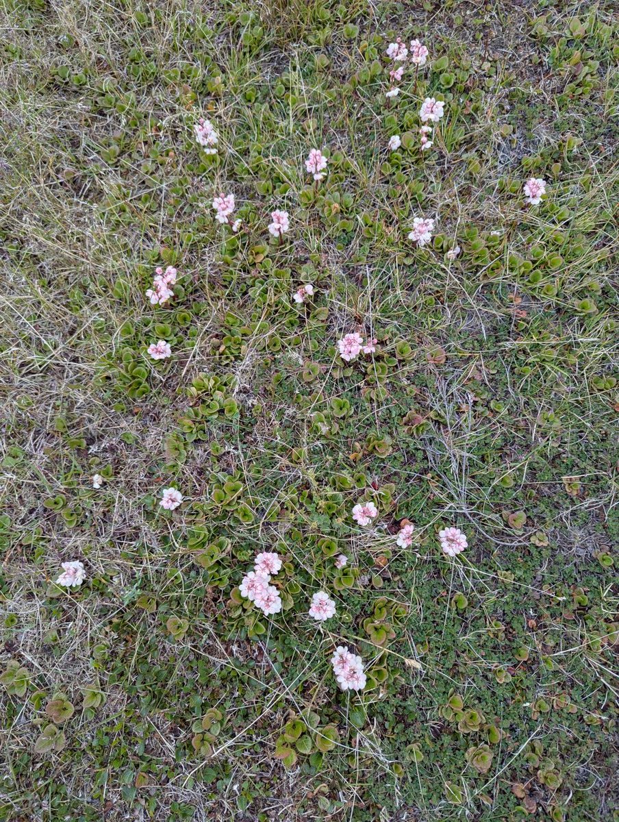 FrankReardon1's tweet image. Pyrola asarifolia, commonly known as pink shinleaf, liverleaf wintergreen, or bog wintergreen. #Iqaluit #Nunavut JUL.22.2025 #ArcticFlowers
