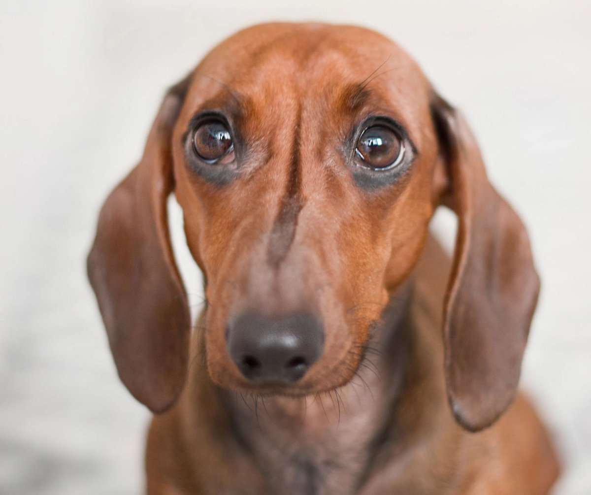 CorvusCorv1d's tweet image. I like e3 Vincent solely for the fact he looks like like a sad puppy