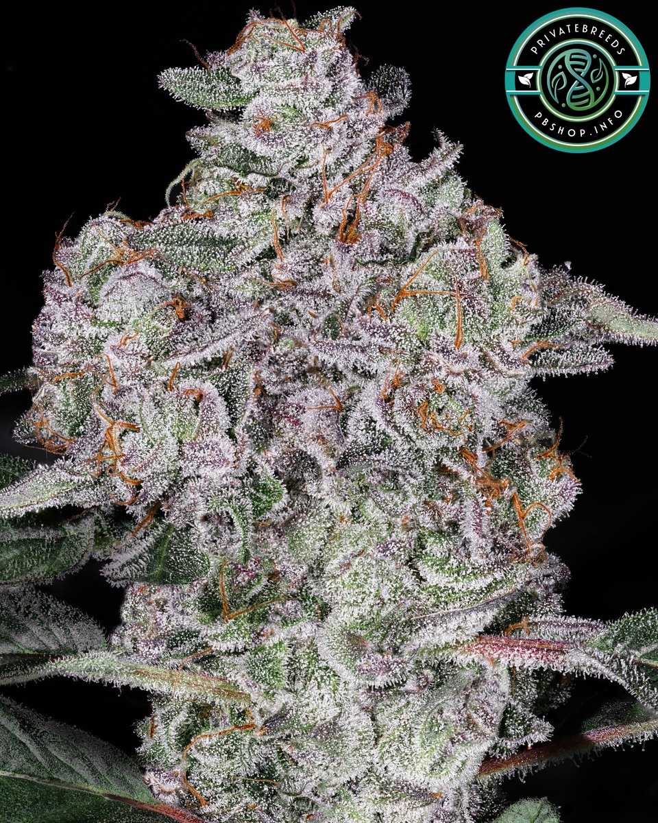 Privatebreeds's tweet image. Turkey Bag #18 x (Lime K x Ghost Limepop), way too crazy everything and only a few days left to get them. Jaw dropping terps and highs for sure. Just outrageously crazy and only sharing those with my P_- atr .e o n friends💣
Credits to @JacksonZen40219 and @skunktek for their…