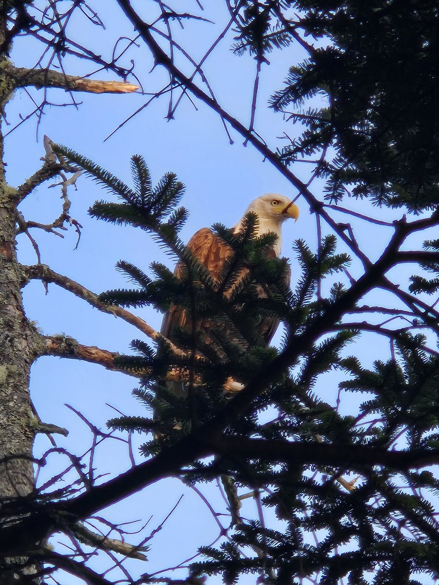 tynan's tweet image. This is the best picture of the eagle on our island that I've gotten so far!