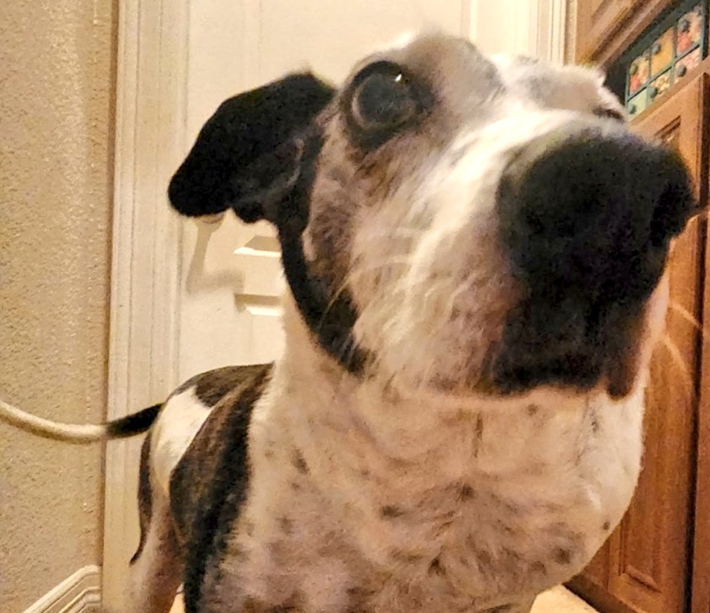 KeithMalinak's tweet image. That look Tanner gives when the door to his usual hangout is unexpectedly closed.