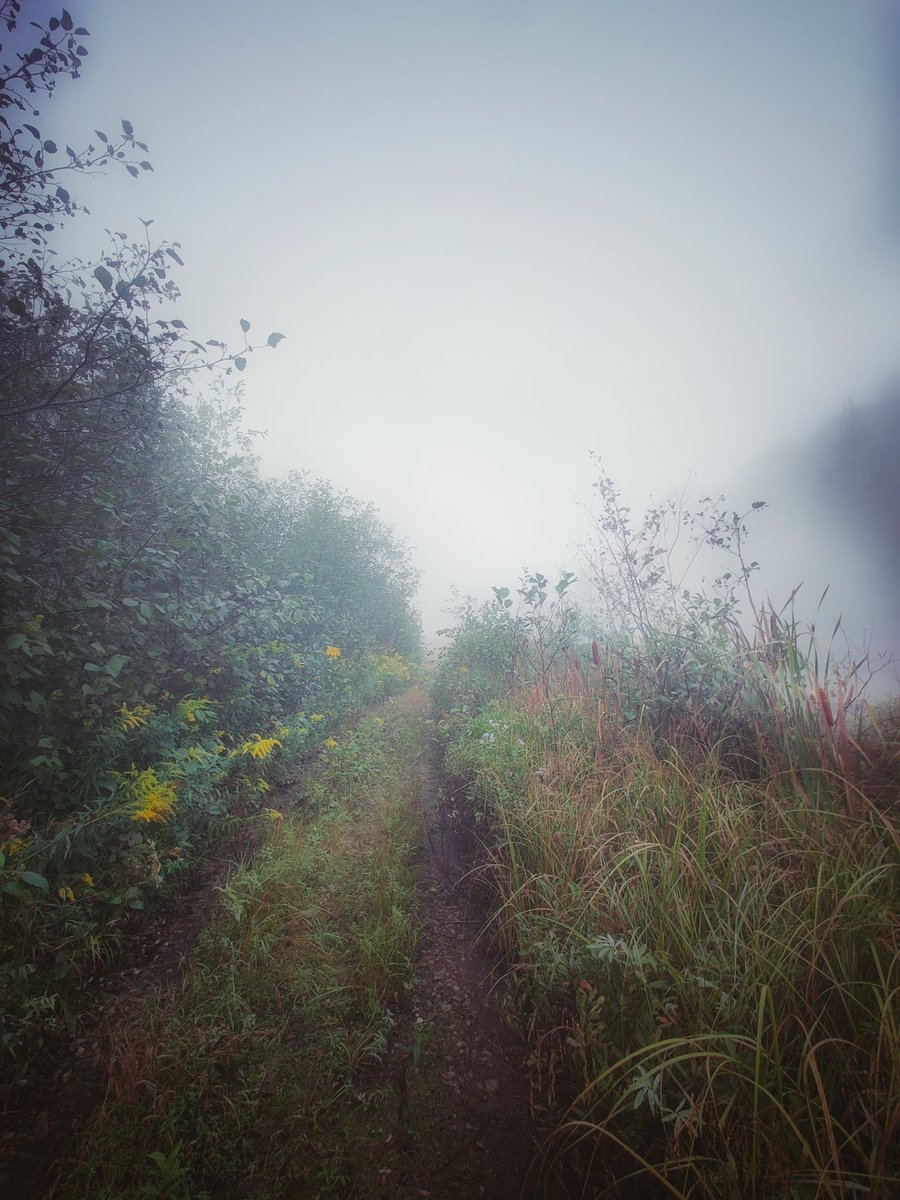 Fog is a visitor
from the dream-layer.
It softens your edges
so you can slip
between stories.