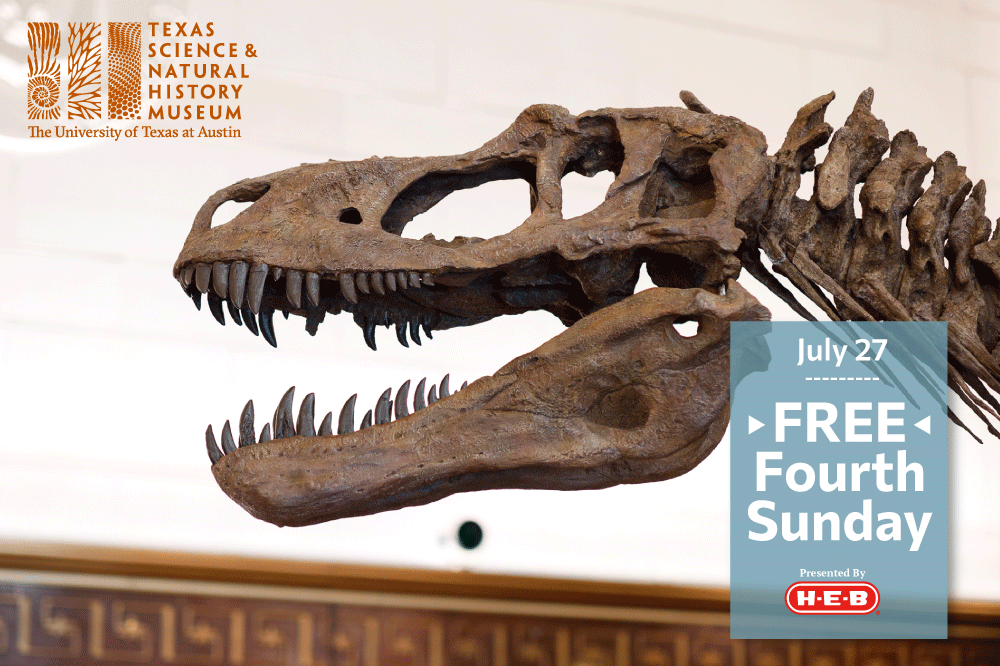TXSciNatHisMus's tweet image. Enjoy FREE museum admission on Sunday, July 27 during @HEB Free Fourth Sunday! Learn about life in Texas millions of years ago, walk beneath a tyrannosaur and the 33-foot wingspan of a pterosaur, touch a meteorite and more! sciencemuseum.utexas.edu