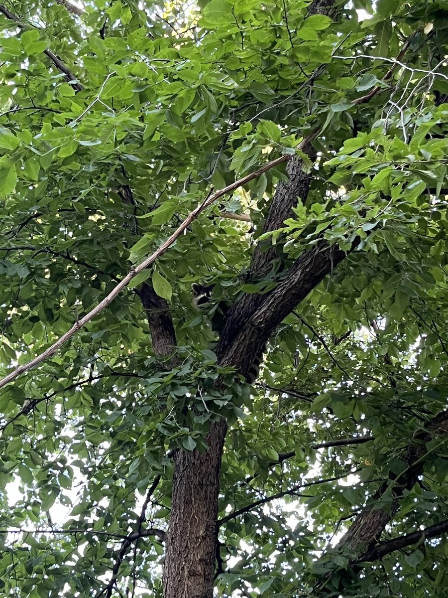 pinecasket's tweet image. 