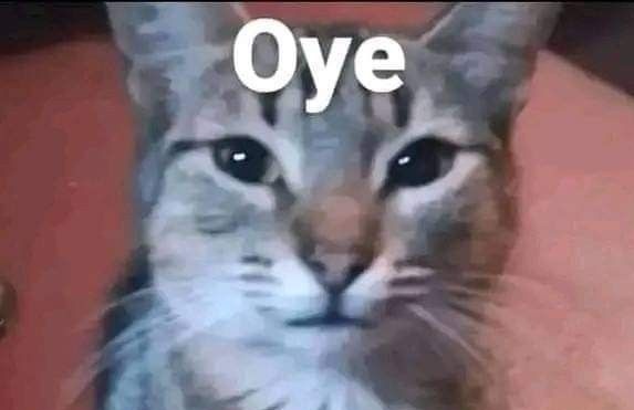 Sado_pc's tweet image. Oye @grok