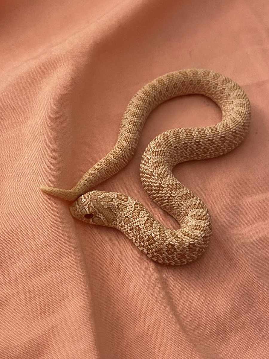 AceInSpacePNG's tweet image. Just a lil guy