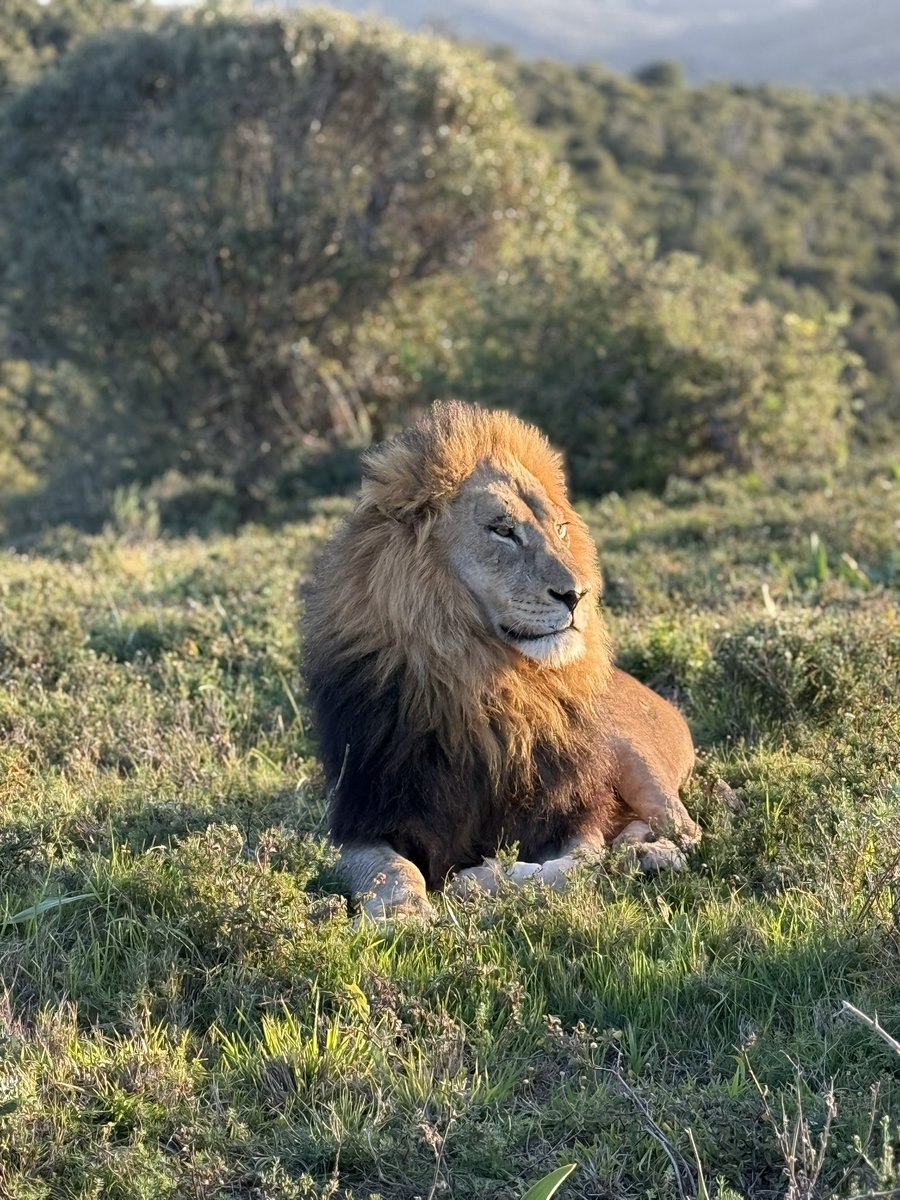 Just another day in Africa 🦁👌<a href="/MCSSportOxford/">MCS Sport</a> <a href="/MCSOxford/">Magdalen College School, Oxford</a>