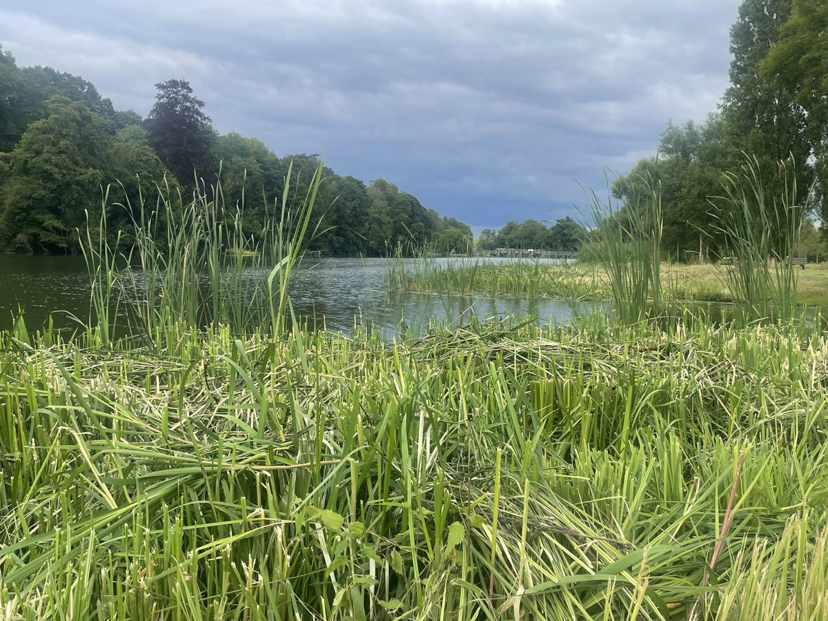 Peaceful time by the river today ( after Trudy refloated the geese and fought off the daddy swan which was chasing me out of the river - Mum was scared she was going to get battered, I was out of that river in a flash)