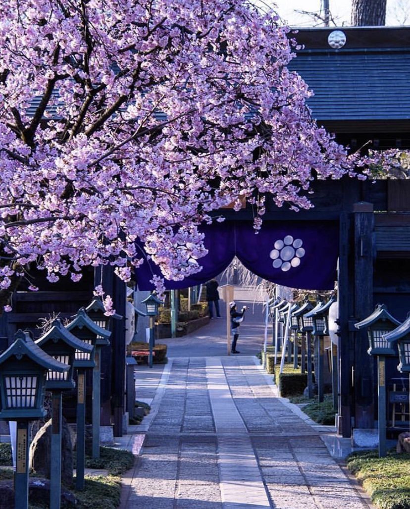 HanabiCommunity's tweet image. 💜 Moins connu que le chrysanthème, le paulownia est lui aussi associé à la famille impériale. Au Japon, on le plante à la naissance d'une fille. Lors de son mariage, c'est avec son bois que l'on confectionne les objets de sa dot afin de lui souhaiter bonheur et prospérité. ✨💍