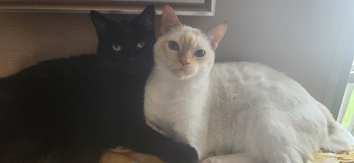 GobitVrc's tweet image. Cats!