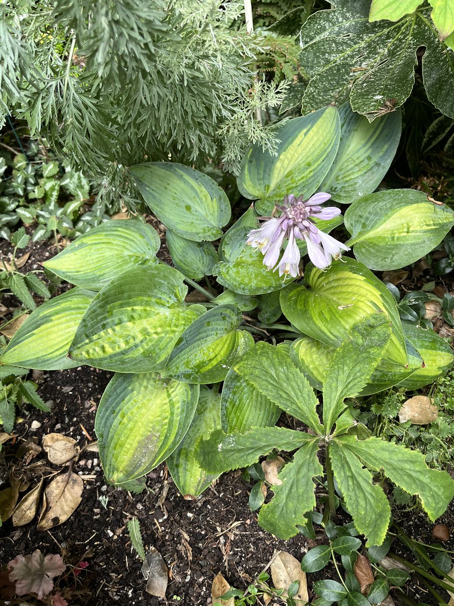 Milhart66Ken's tweet image. Hosta June flowering in my left hand rear border. It’s the only hosta I have in my borders. The rest of my collection are in pots. This one doesn’t succumb to snails and slugs mainly because it’s situated in quite a dry area. #gardening #gardeninglife