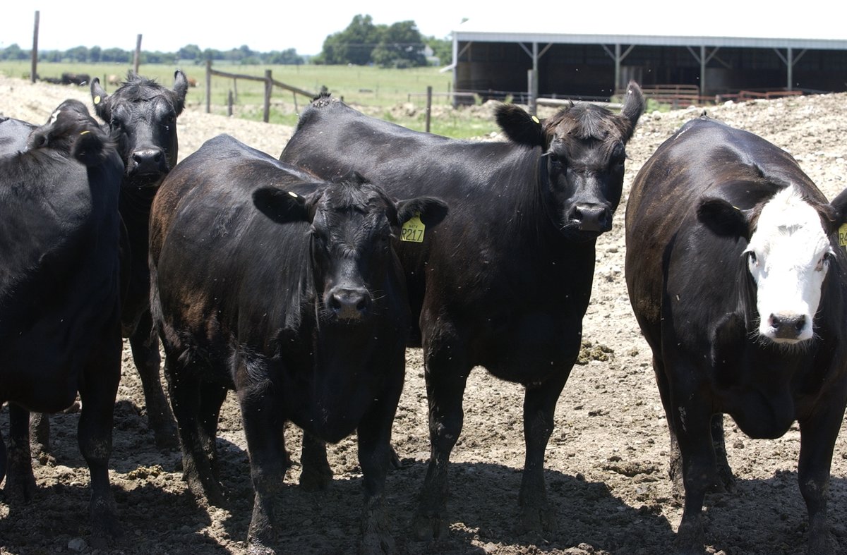 PurdueExtension's tweet image. 🥵Heat stress in cattle isn’t just uncomfortable it can reduce performance, lower fertility and lead to long-term health issues. @PurdueAg specialists explain why it matters and what you can do about it. Free download from #PurdueExtension Education Store: edustore.purdue.edu/as-696-w.html