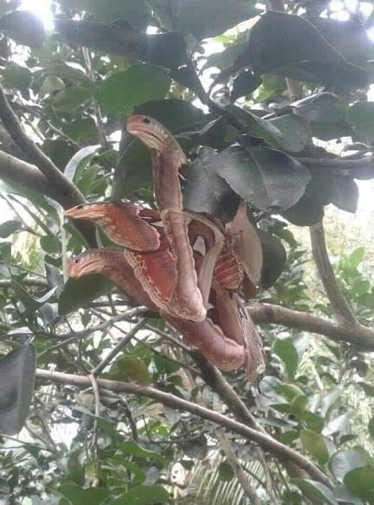 ElfaDosInsetos's tweet image. A primeira imagem é real. Possivelmente, são duas mariposas acasalando. Quer dizer, ambas são reais. E que, num momento em que ficam vulneráveis a ataques de predadores, parecer cobras em uma árvore é uma ótima estratégia.
Essas são mariposas Attacus, Saturniidae.