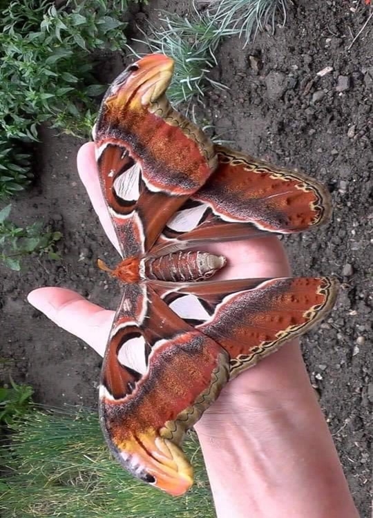ElfaDosInsetos's tweet image. A primeira imagem é real. Possivelmente, são duas mariposas acasalando. Quer dizer, ambas são reais. E que, num momento em que ficam vulneráveis a ataques de predadores, parecer cobras em uma árvore é uma ótima estratégia.
Essas são mariposas Attacus, Saturniidae.