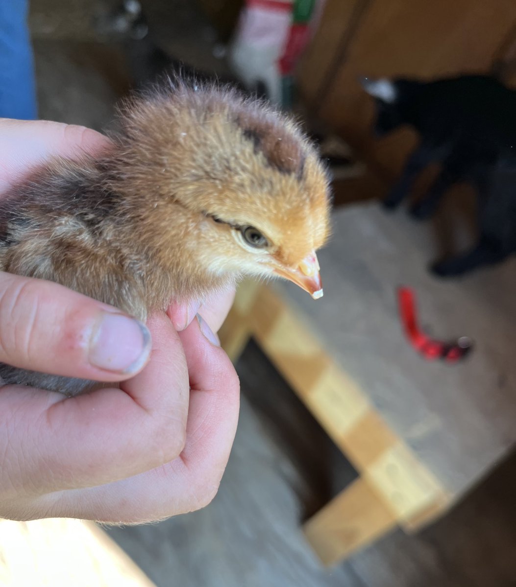 dailystem's tweet image. If you’re able, try raising chickens at least once with your kids.
We visited some friends today & all their kids wanted to show off the 2 day old baby chicks
