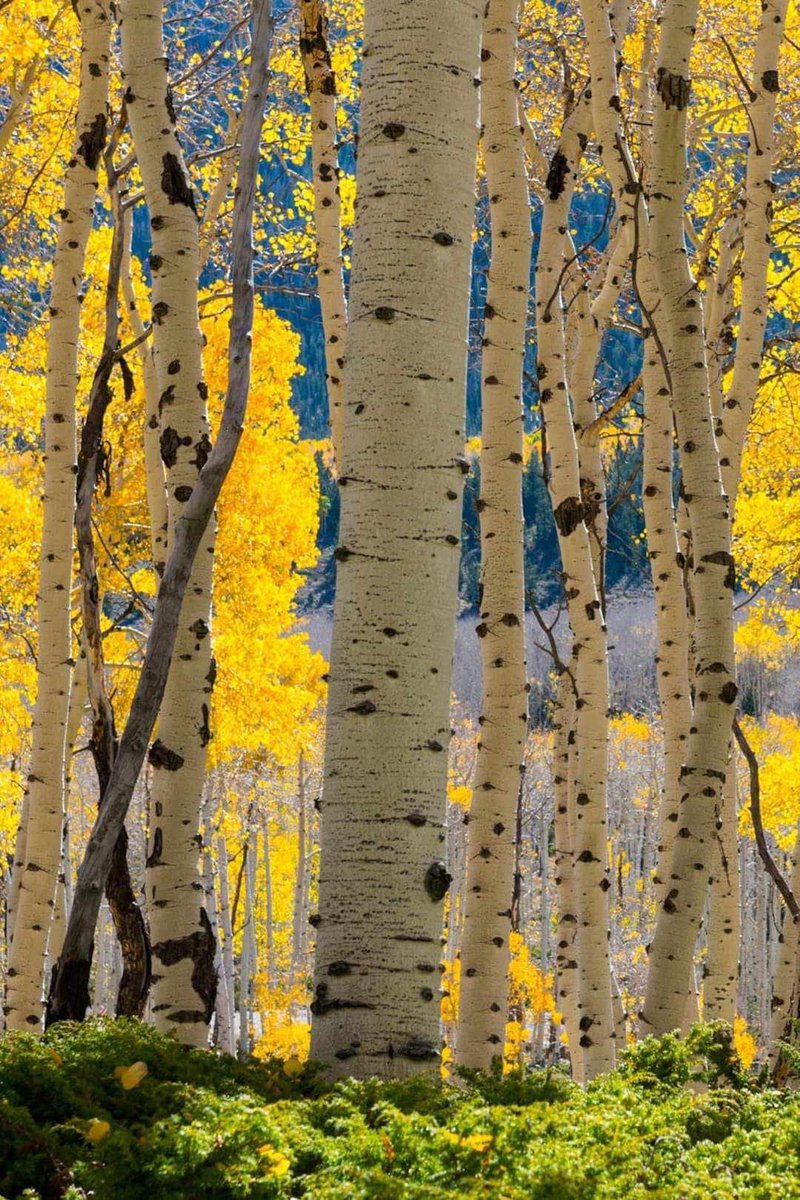 Cette forêt comme du Klimt