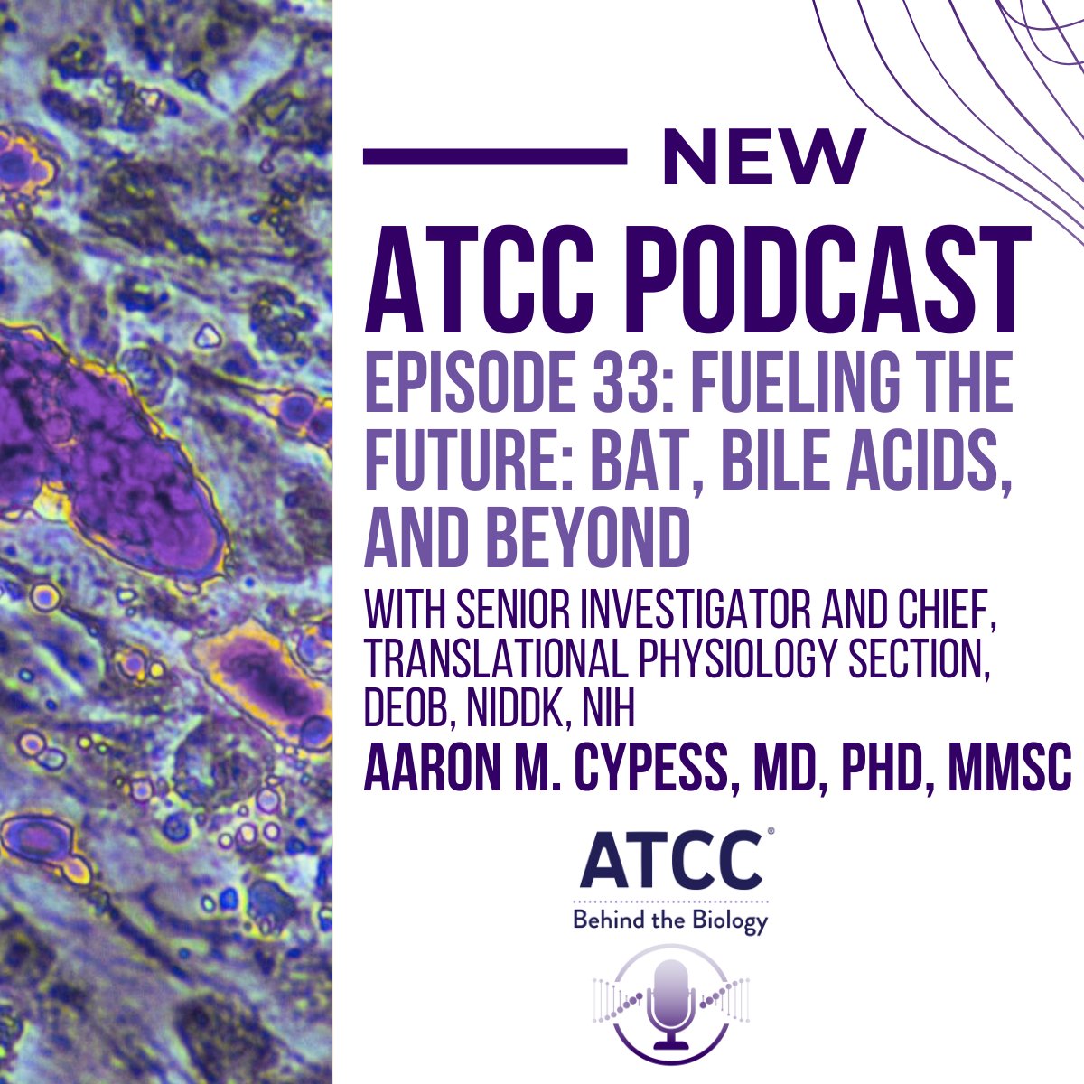 officialatcc's tweet image. In our latest podcast episode, Dr. Aaron Cypess dives into the science of brown adipose tissue (BAT), bile acids, and the cutting-edge tools reshaping obesity research. Discover how integrative physiology is unlocking new paths to treat chronic diseases. ow.ly/bZU250Wtzoz