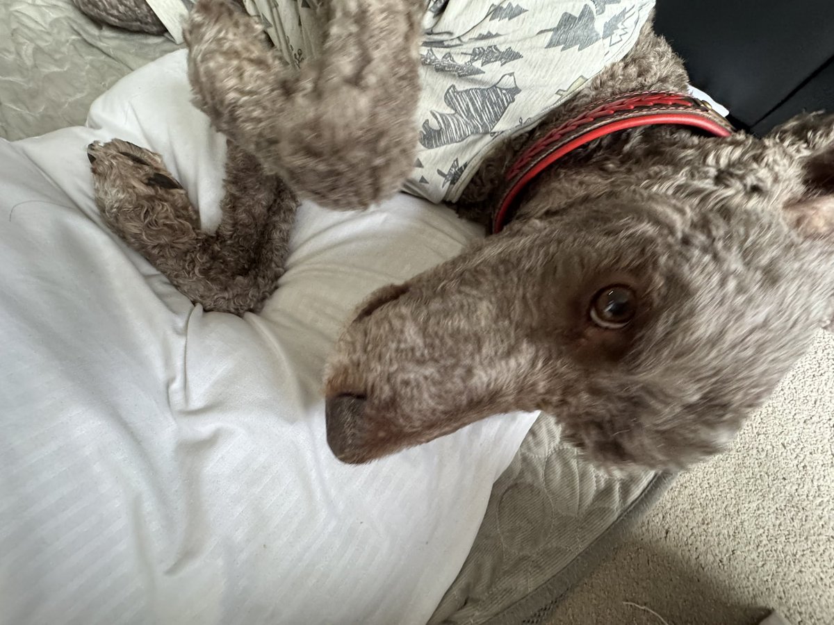 Ryan_the_Spoo's tweet image. Resting inside today because it’s raining all day today. Yuck! #spoo #spooinjammies