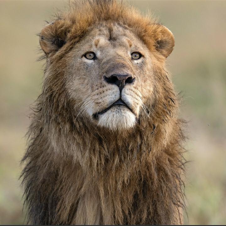 LIONLOVERS5's tweet image. Everyone's favourite solo king!!
Orkirikoi 🔥
#LoveLions
📸 schamorro.photo Instagram