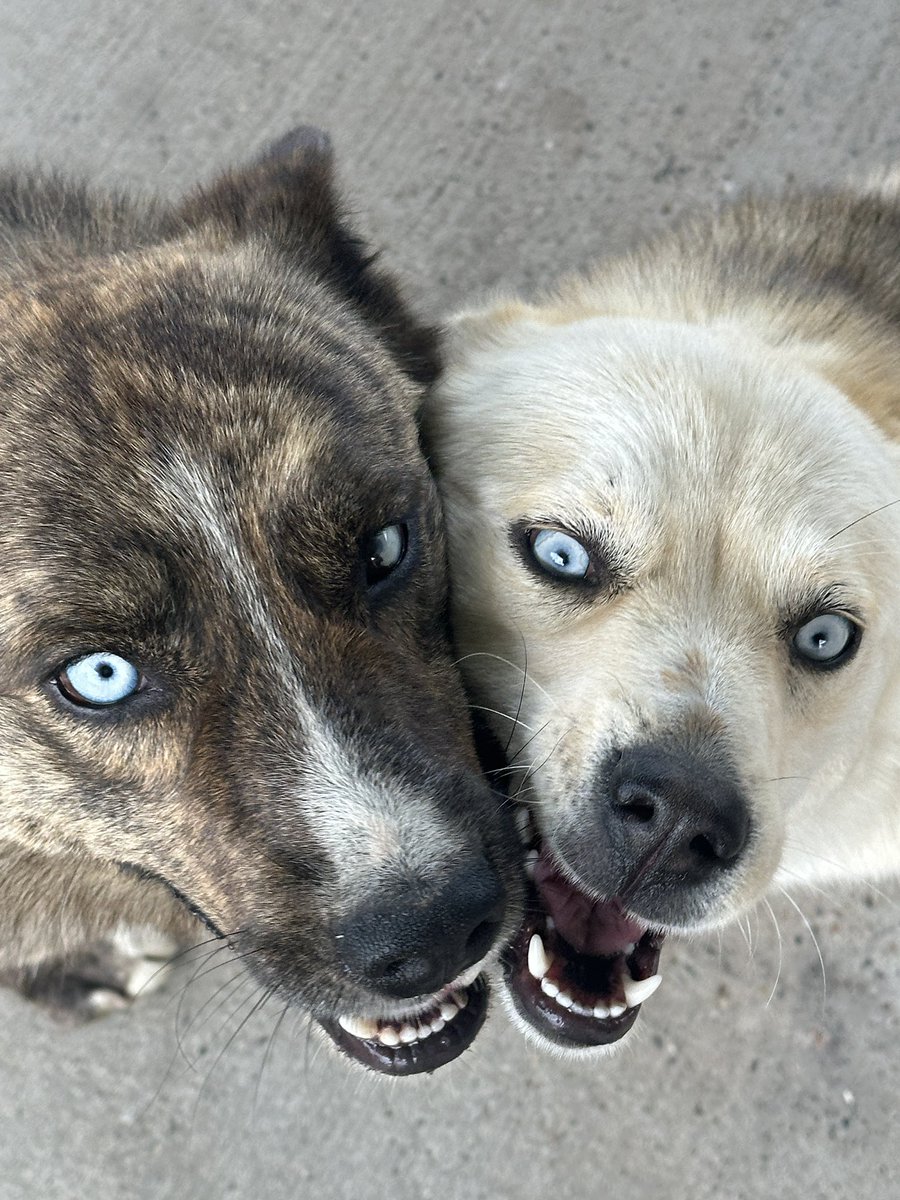 partingshot's tweet image. Northern Cheyenne #RezDogs