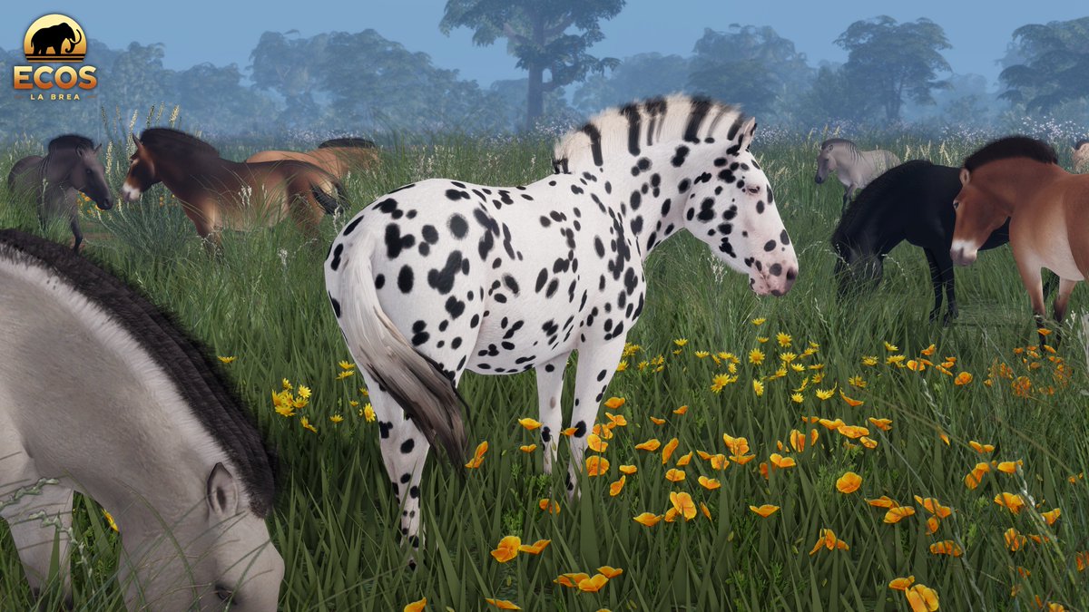 ecos_roblox's tweet image. You have been spotted!
This Saturday, gallop along the new map's Coastal prairie, or stroll through the Redwood groves as a complex new horse skin. As seen during our panel at the La Brea-palooza...
Leopard Western Horse, a tier 4 skin priced at 3000 Tracks.